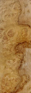 Corrugata Burl wood