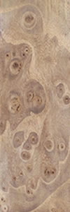Red Elm Burl