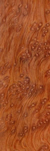 Redwood Burl